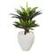 3ft. Double Agave Succulent Plant in White Planter